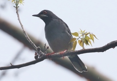 Turdus plumbeus