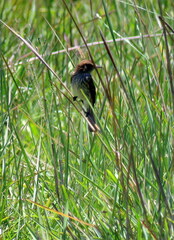 Myiophobus fasciatus