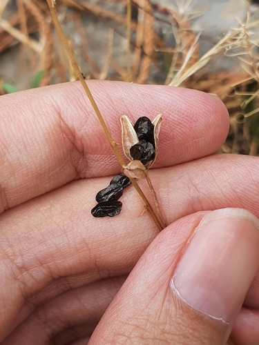 Image of Drimia fugax by (c) Mehdi Chetibi, some rights reserved (CC BY)