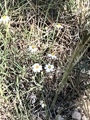 Melampodium leucanthum