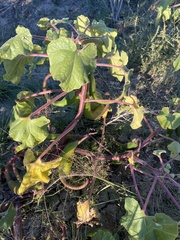 Proboscidea parviflora