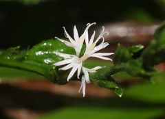 Pseudelephantopus spicatus