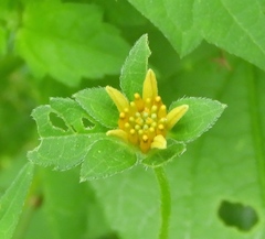 Sclerocarpus divaricatus