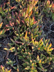 Carpobrotus edulis
