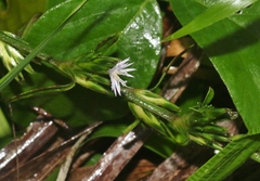Pseudelephantopus spicatus