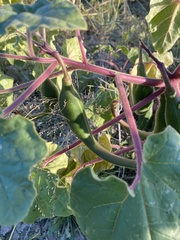 Proboscidea parviflora