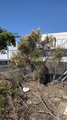 Lepidospartum squamatum