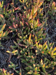 Carpobrotus edulis