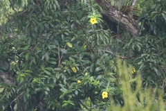 Allamanda cathartica