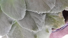 Streptocarpus ionanthus