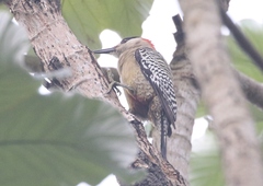 Melanerpes superciliaris