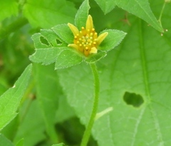 Sclerocarpus divaricatus