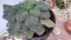 Streptocarpus ionanthus