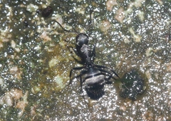 Myrmaphaenus