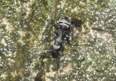 Myrmaphaenus