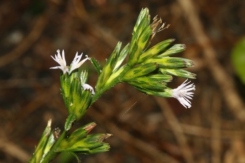 Pseudelephantopus spicatus