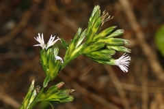 Pseudelephantopus spicatus
