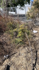 Lepidospartum squamatum