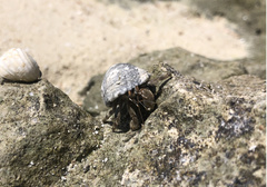 Coenobita scaevola