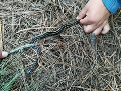 Thamnophis pulchrilatus