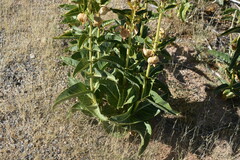 Asclepias erosa