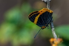 Riodina lycisca