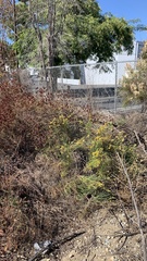 Lepidospartum squamatum