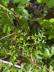 Lygodium palmatum