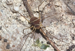 Cynortoides cubanus
