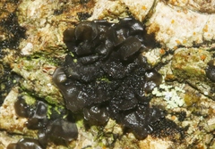 Collema subflaccidum