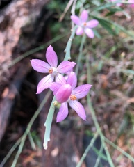 Eriostemon australasius