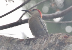 Melanerpes superciliaris