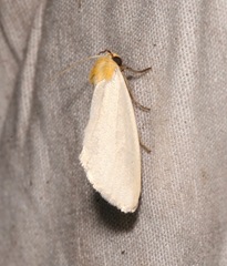 Chrysoecia thoracica