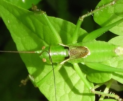 Neobarrettia sinaloae