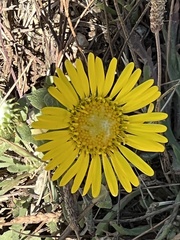 Grindelia hirsutula