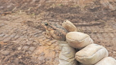 Incilius occidentalis