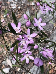 Eriostemon australasius