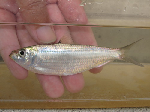 Deep-bodied sardine (Sardinella albella) — Clupeidae — 2