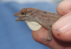 Anolis homolechis