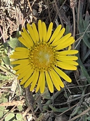 Grindelia hirsutula