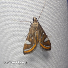 Strepsinoma croesusalis