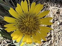 Grindelia hirsutula