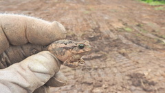 Incilius occidentalis