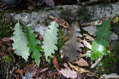 Quercus