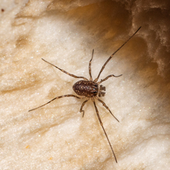 Rilaena triangularis