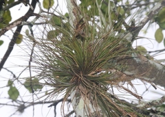 Tillandsia setacea