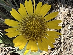 Grindelia hirsutula