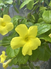 Pentalinon luteum