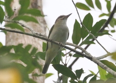 Vireo altiloquus