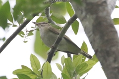 Vireo altiloquus